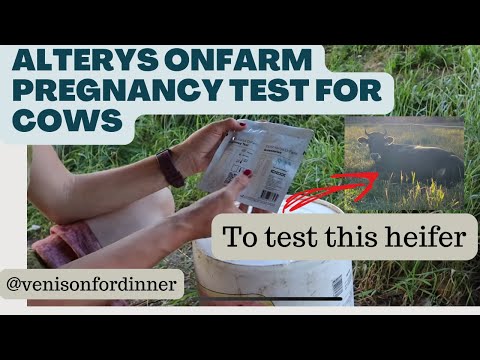 How To Use An Alertys OnFarm Pregnancy Test for Cows {Including Blood Draw and Using the Test}
