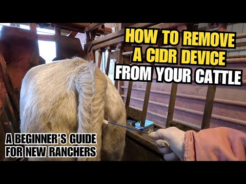 How To Remove A CIDR Device From A Cow To Prep For AI