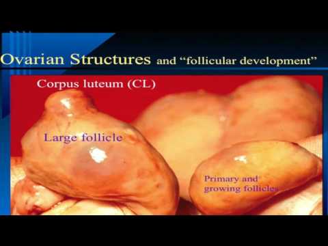 Bruce Carpenter - Cattle Reproduction - Estrus Detection and Sync Lecture