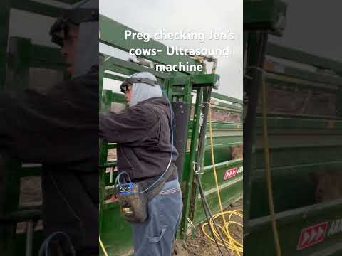 🤠Preg checking Jen’s cows, the ultrasound machine is awesome tool! 🐮