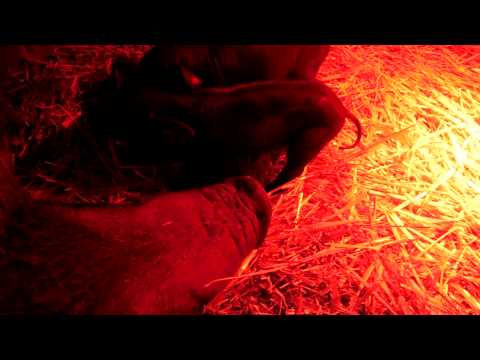 our newborn piglets dont like the heatlamp