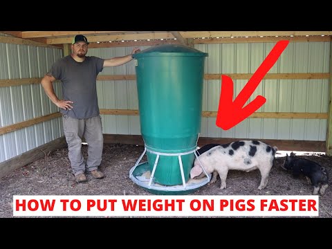 This Ultimate Automatic PIG FEEDER Will Get Your Pigs To Butcher Weight So Much Faster!