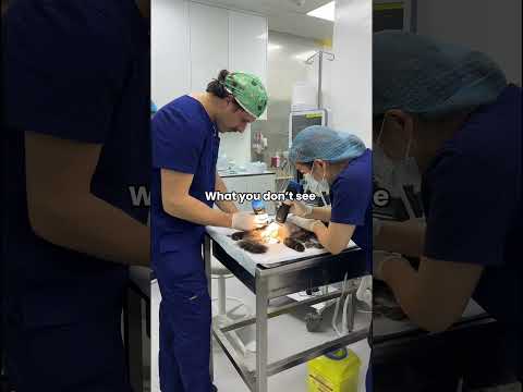What you DONT see at the vet clinic #shorts #vet #pet #veterinarian #veterinary