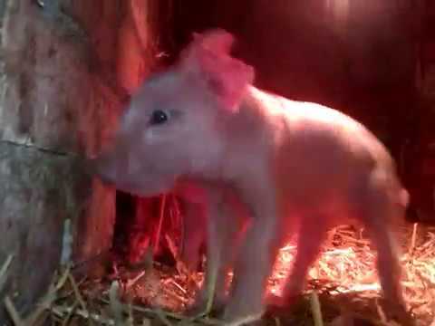 Premature piglets under the heating lamp