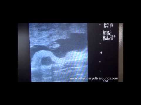 Veterinary Diagnosis of  Cow's Pregnancy at 34 Days