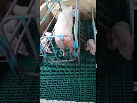 Pig Farm Plastic Flooring