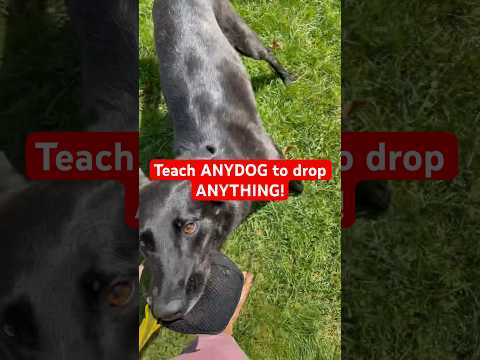 How to Teach dog “DROP” every time in 30 seconds! #dogtraining