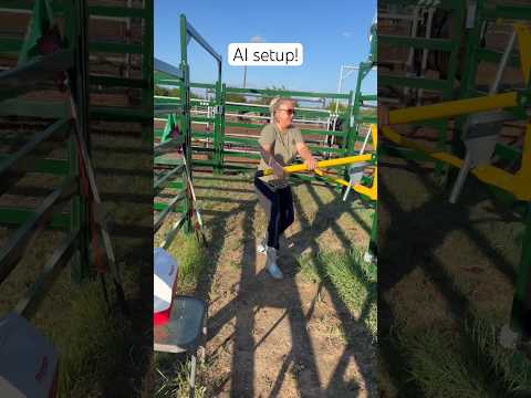 AI setup! #artificialinsemination #beef #cattle #wagyubeef #ai #farmher