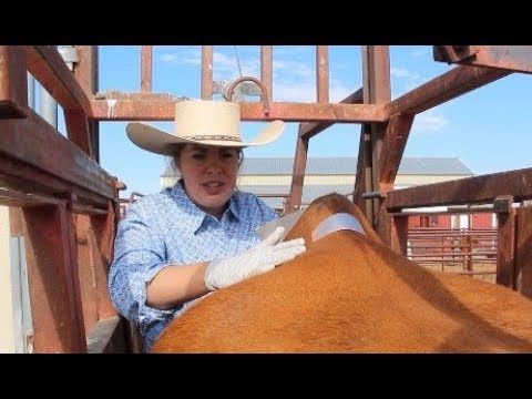 Word in the Herd - Estrotect Heat Detector Patches