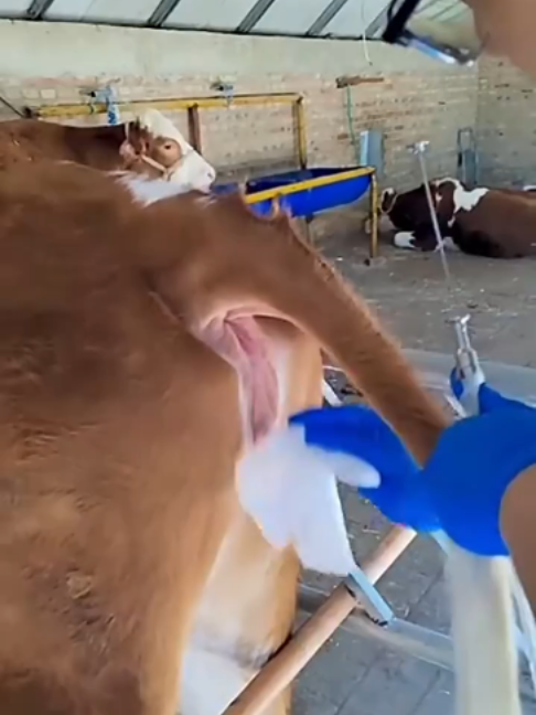 Handled Smart Digital Artificial Insemination Equipment Cow Horse Sheep Veterinary AI Gun With Camera #greatfarm #cow #smartequipment #aitool #cattle #insemination #veterinary